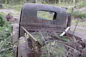 Restorable pickup truck project in classic car junk yard