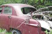 1950's Ford fordor sedan restoration candidate in vintage car salvage yard